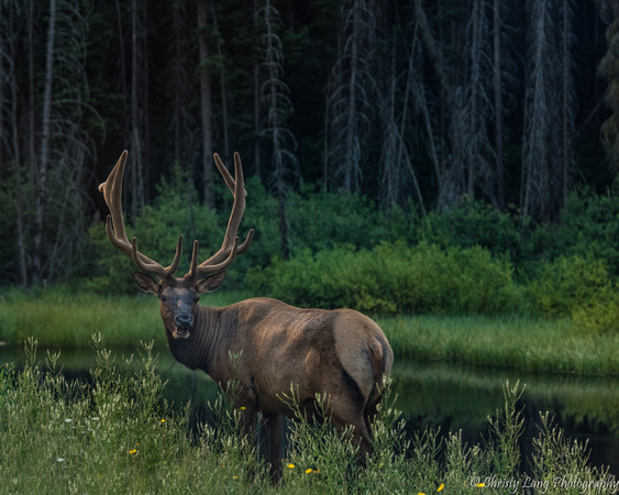 Elk along the road, Canada